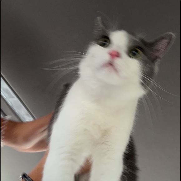 laurenpete50